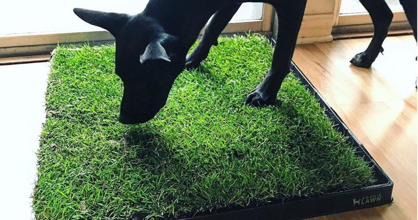 DoggieLawn Is A Litter Box For Dogs