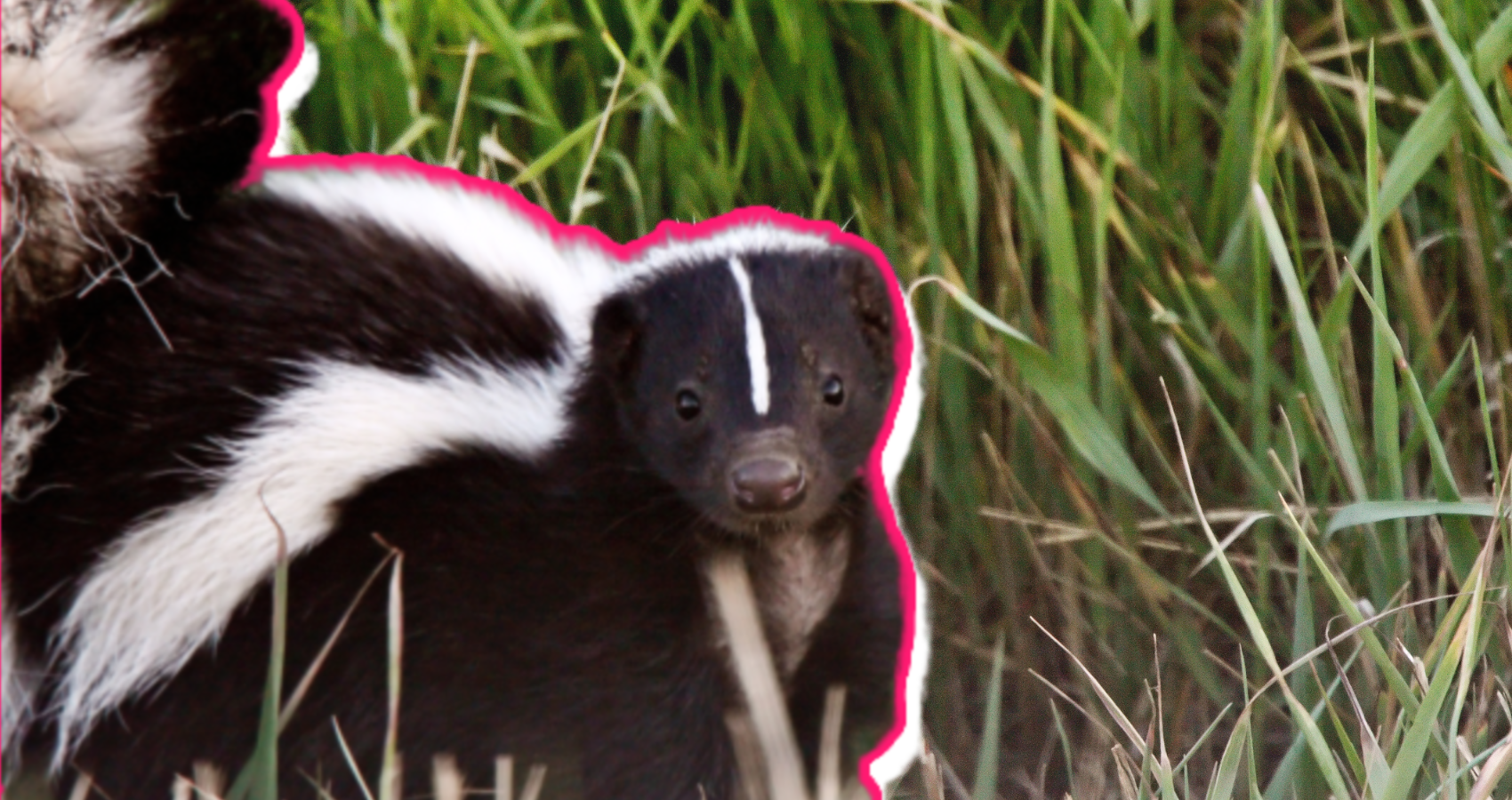 Skunks As Pets What You Need To Know Moms Com