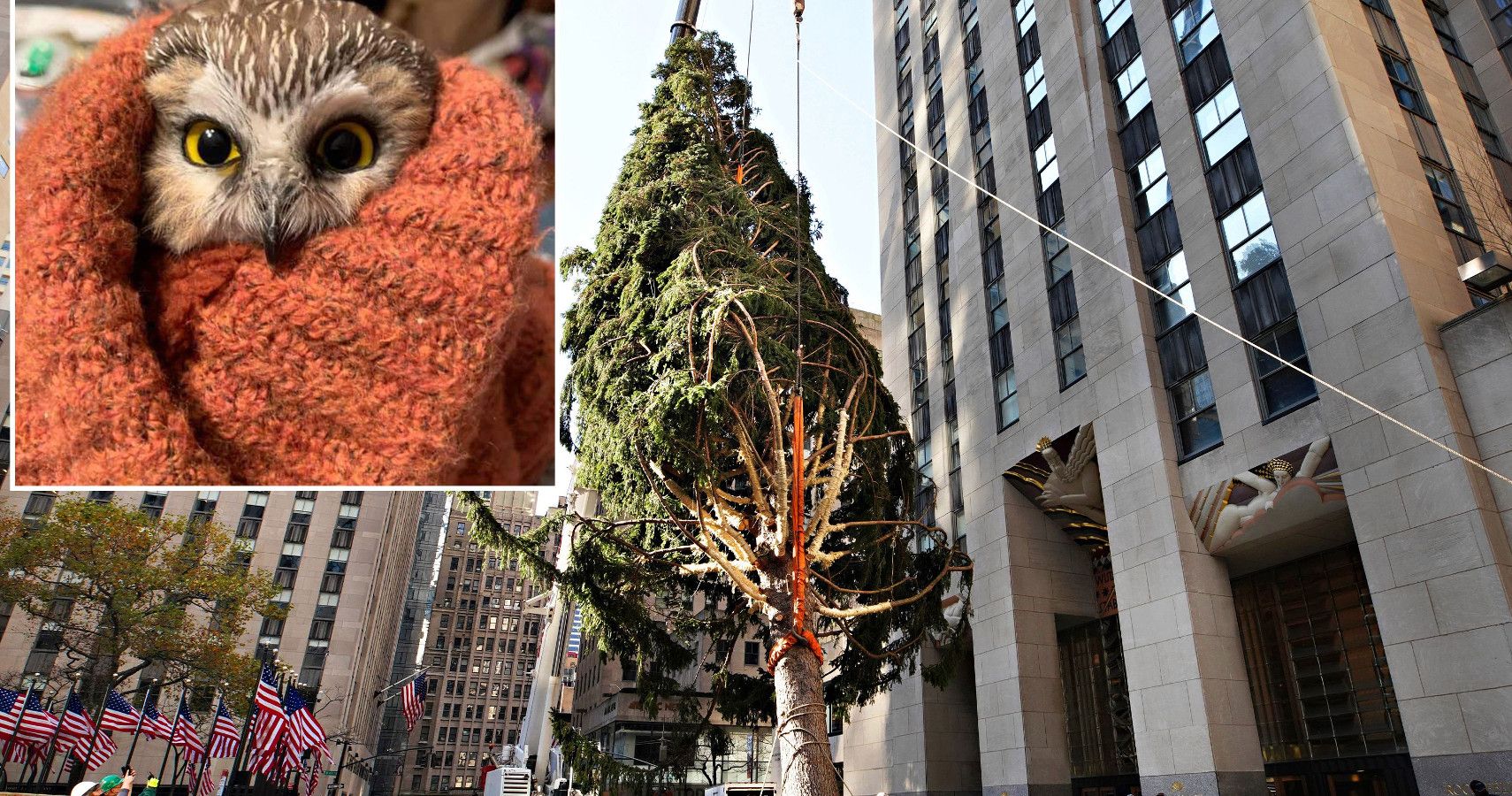 The Rockefeller Plaza Christmas Tree Was Giving Us Charlie Brown Vibe Until An Owl Appeared